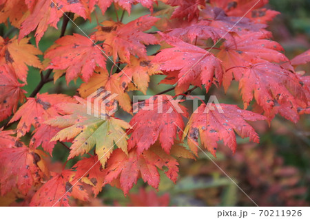 コハウチワカエデの紅葉 70211926
