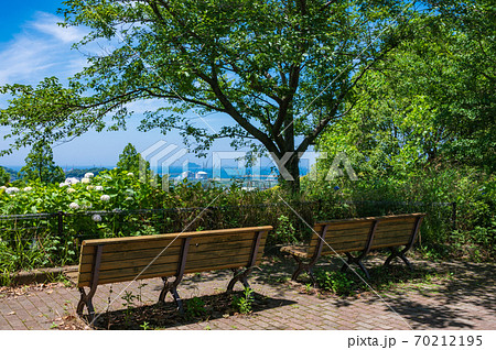 高塔山公園に咲くアジサイ 70212195