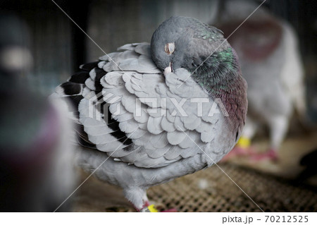 portrait of homing pigeon preening feather in home loft 70212525