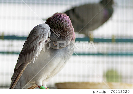 portrait of homing pigeon preen feather in home loft 70212526
