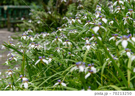 花 フラワー お花 70213250