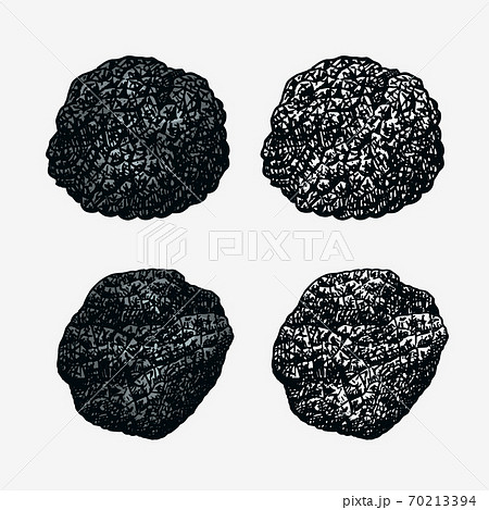 Truffles Mushrooms Set Engraved Hand Drawn のイラスト素材