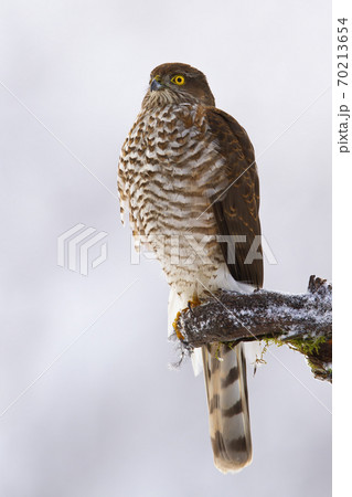 Dominant eurasian sparrowhawk sitting on bough in winter. 70213654
