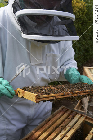 Beekeeper inspecting a frame of honey from hive 70214284