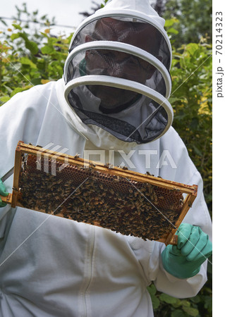 Beekeeper inspecting a frame of honey from hive 70214323