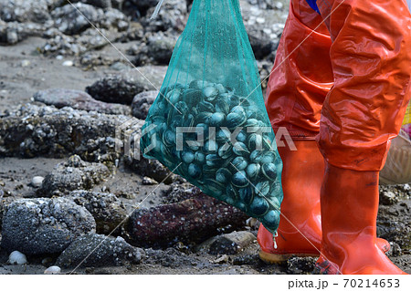 アサリ 女性 漁業 70214653