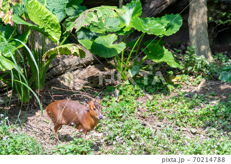 動物 動物学 台北 70214788