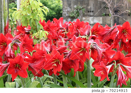 アマリリス 70214915