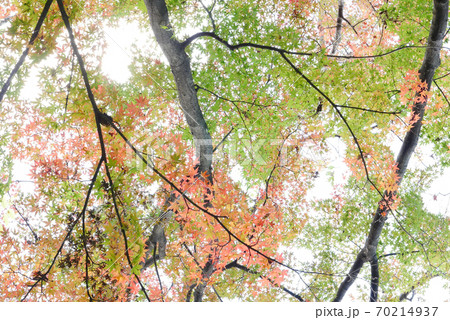 風景　自然、紅葉、写真、森林公園の紅葉　秋の色づき　永い眠りの前に　秋の彩 70214937