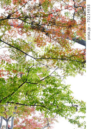 風景 自然、紅葉、写真、森林公園の紅葉 秋の色づき 永い眠りの前に 秋の彩 風景 自然、紅葉、写真、森林公園の紅葉 秋の色づき 永い眠りの前に 秋の彩 70214938