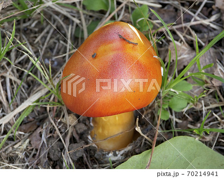 植物 きのこ 写真 きのこの山 こびとのお家 卵から生まれたきのこタマゴタケの写真素材