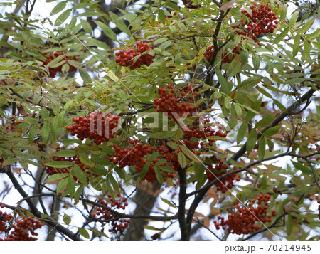 風景 自然、紅葉、写真、森林公園の紅葉 ナナカマドの実の秋の色づき 永い眠りの前に 秋の彩 風景 自然、紅葉、写真、森林公園の紅葉 ナナカマドの実の秋の色づき 永い眠りの前に 秋の彩 70214945