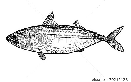 Indian mackerel vector Indian mackerel vector 70215128