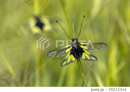 Two Owly sulphur insect Two Owly sulphur insect 70215342