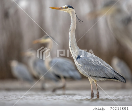 Grey heron hunting stationary in lake 70215391