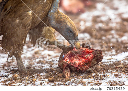 Griffon vulture group Griffon vulture group 70215429