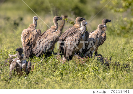 White backed vulture group White backed vulture group 70215441