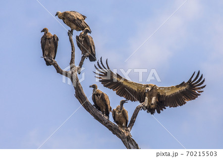 Group of White backed vultures perched in tree Group of White backed vultures perched in tree 70215503
