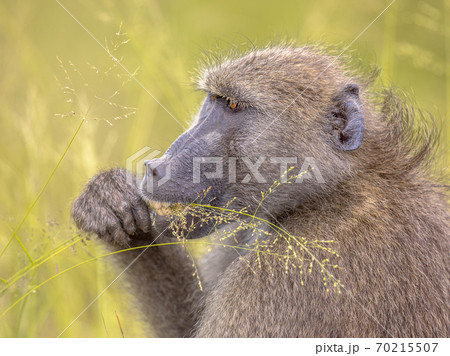 Chacma baboon feeding on grass seeds Chacma baboon feeding on grass seeds 70215507