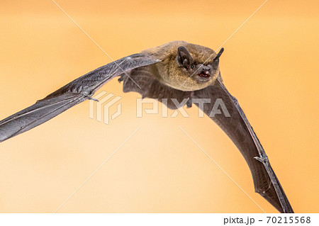 Flying Pipistrelle bat on brown background crop 70215568