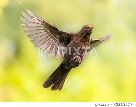 Flying bird on vivid green background Flying bird on vivid green background 70215577