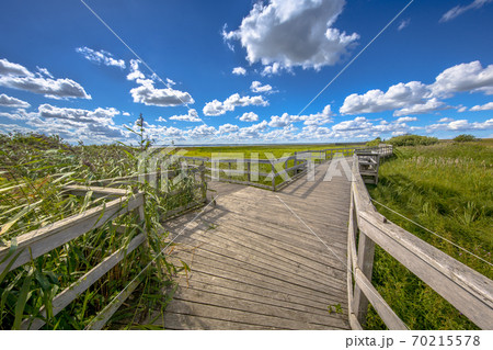 Wooden boardwalk with seats through reed marshland 70215578