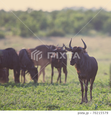 Common Wildebeest herd foraging on grass square Common Wildebeest herd foraging on grass square 70215579