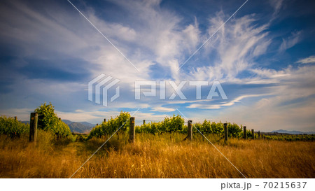 Organic Vineyard under dramatic cloudy sky Organic Vineyard under dramatic cloudy sky 70215637