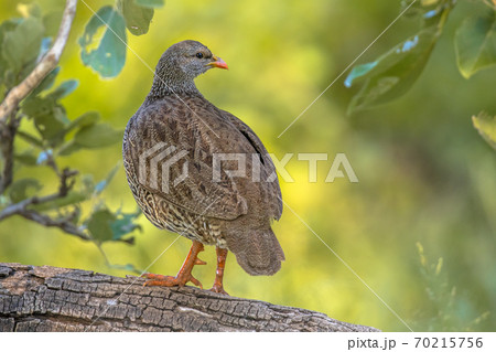 Natal Spurfowl on branch 70215756