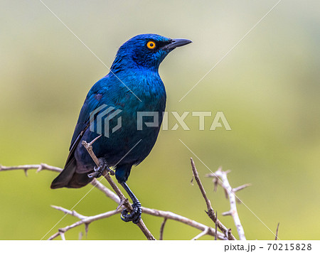 Cape glossy starling Cape glossy starling 70215828