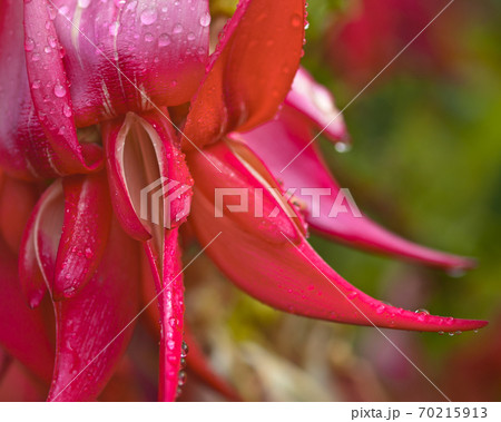 Kakabeak flowers endangered plant species Kakabeak flowers endangered plant species 70215913