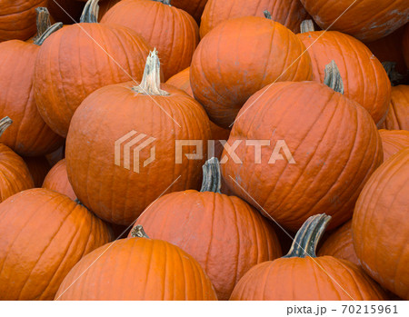 pumpkins at the market for halloween or thanksgiving harvest 70215961