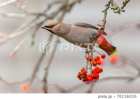 Bohemian waxwing winter passerine bird feeding on berries Bohemian waxwing winter passerine bird feeding on berries 70216020