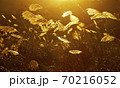 台湾 草 芝生 70216052