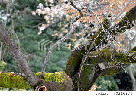 野鳥 桜の木にとまるコゲラ 70216379