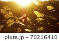 台湾 草 芝生 70216410