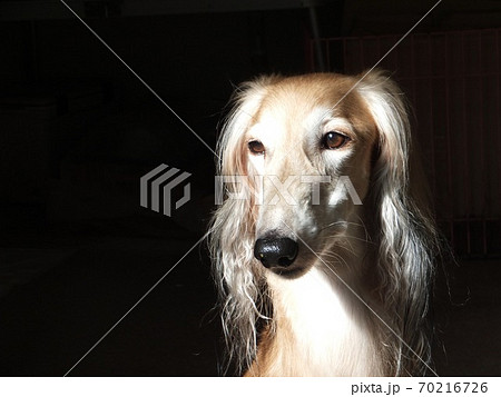 美しい犬 サルーキの写真素材
