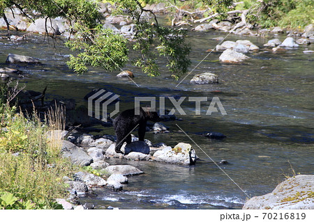 河で餌を探す熊の後ろ姿 70216819