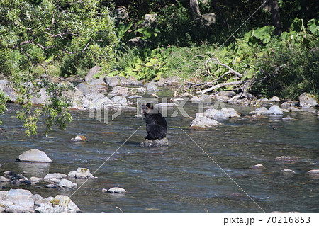 慣れない狩りをする母熊 70216853