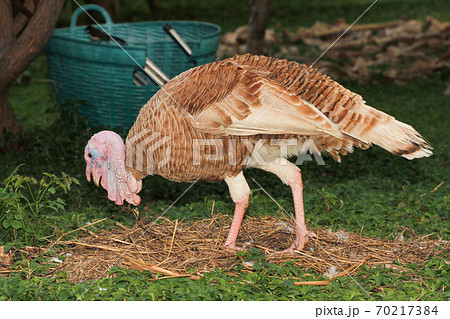 Brown turkey eat grass in garden Brown turkey eat grass in garden 70217384