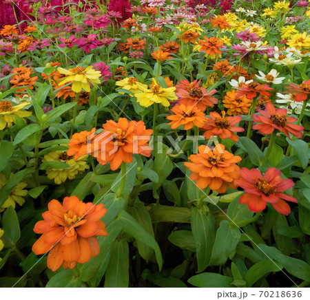 Colorful bloom flowers in national garden park, Thailand. Nature landscape background in travel trip and vacation concept. 70218636