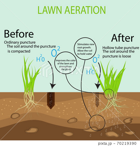 Gardening of lawns, landscape design services. Vector illustration. Green lawn on the ground in the context of the benefits of aeration of a hollow tube tool compared to the conventional method. Gardening of lawns, landscape design services. Vector illustration. Green lawn on the ground in the context of the benefits of aeration of a hollow tube tool compared to the conventional method. 70219390