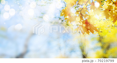 fall maple leaves fall maple leaves 70219799