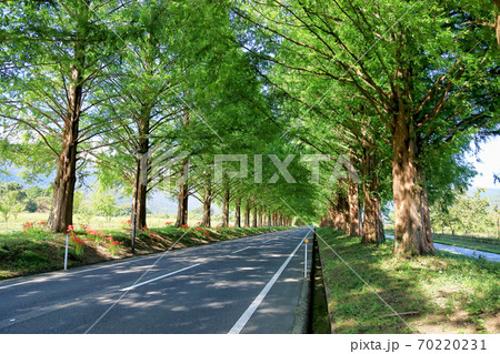 メタセコイア並木 (9月　滋賀県　晴れ) 70220231