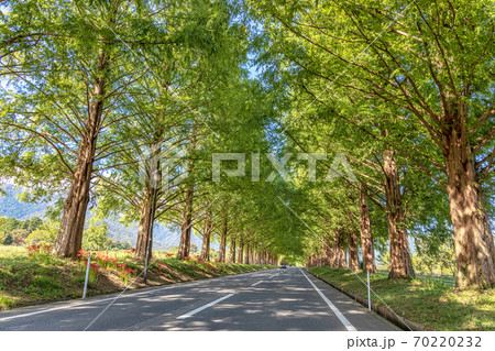 メタセコイア並木 (9月　滋賀県　晴れ) 70220232