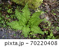 Beautiful fern leaves in the forest. 70220408