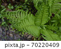 Beautiful fern leaves in the forest. 70220409