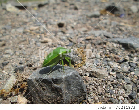 緑色のカメムシ 緑色のカメムシ 70221873