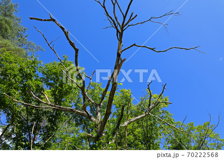 キャンプ場のナラ枯れ被害　福島県只見町 70222568
