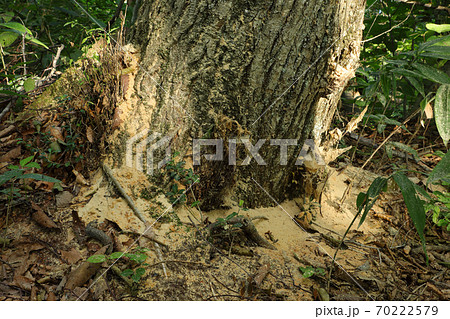 ブナ林内のナラ枯れ被害　福島県只見町 70222579